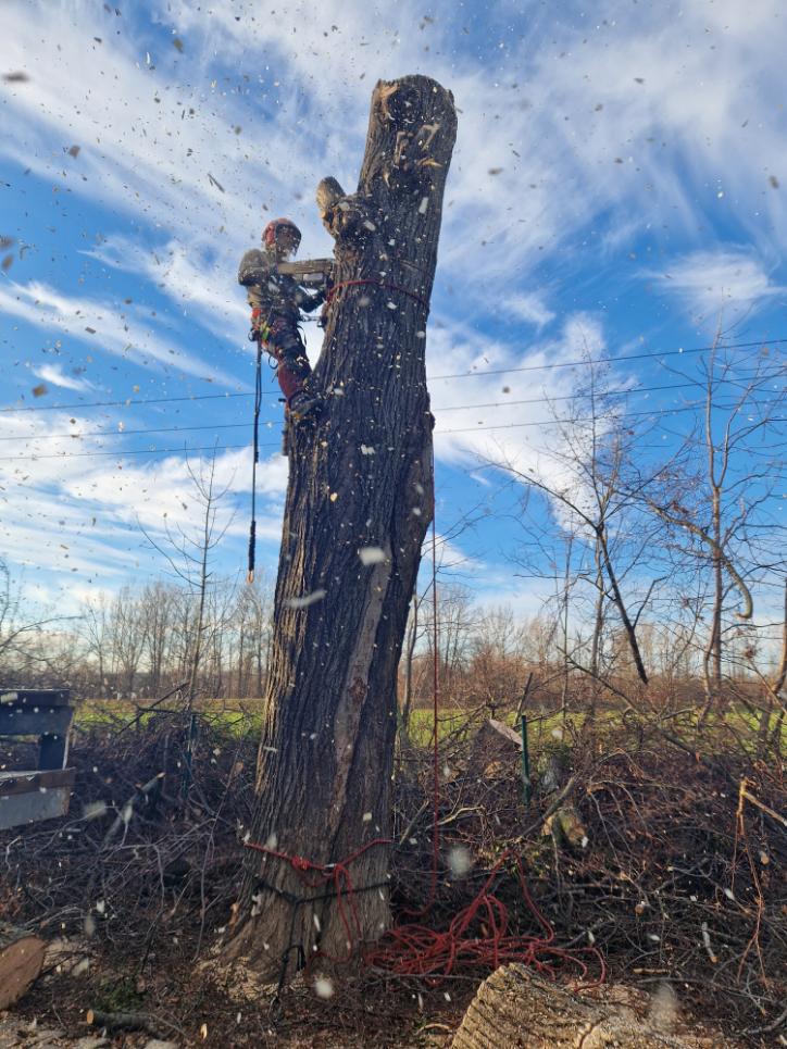 postupné kácení lípy Bohumín